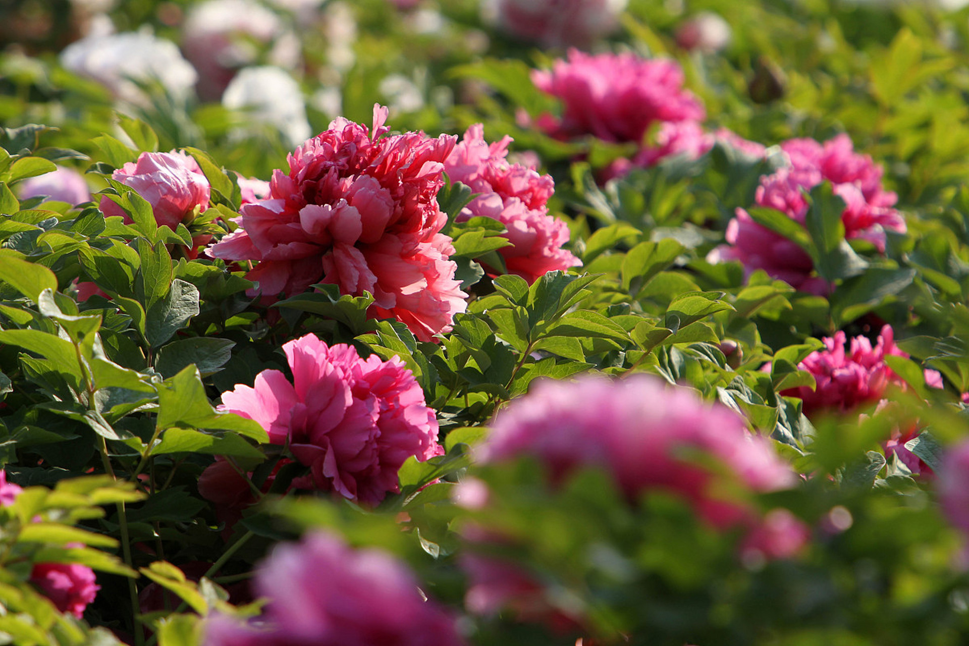 关于今夜体能课后,那不勒斯迎来里程碑备战欧冠,更衣室稳定,更衣室氛围转暖的信息 关于今夜体能课后,那不勒斯迎来里程碑备战欧冠,更衣室稳定,更衣室氛围转暖的信息